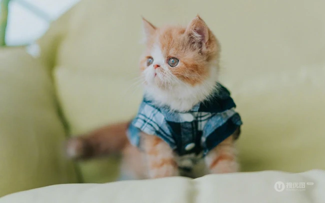穿格纹衬衫，站在桌子上的呆萌可爱小黄猫咪图片 第8张
