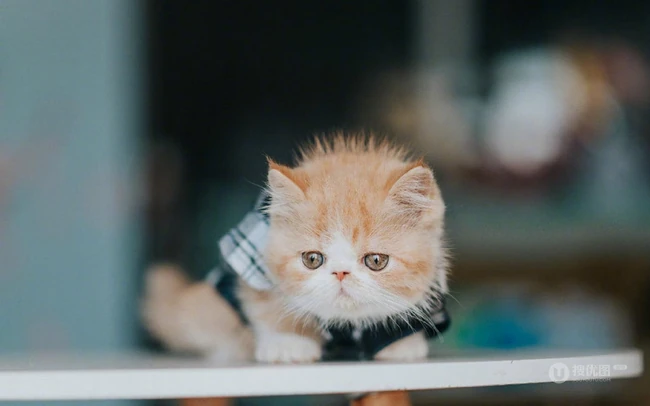 穿格纹衬衫，站在桌子上的呆萌可爱小黄猫咪图片 第6张