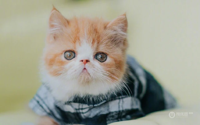 穿格纹衬衫，站在桌子上的呆萌可爱小黄猫咪图片 第5张