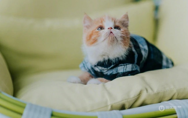 穿格纹衬衫，站在桌子上的呆萌可爱小黄猫咪图片 第4张
