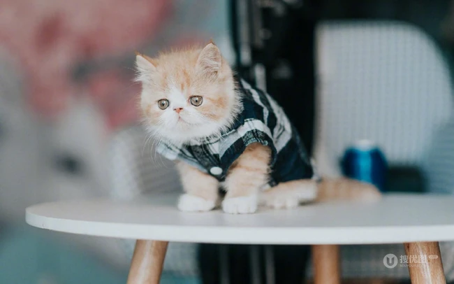 穿格纹衬衫，站在桌子上的呆萌可爱小黄猫咪图片 第1张
