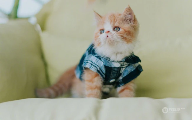穿格纹衬衫，站在桌子上的呆萌可爱小黄猫咪图片 第3张