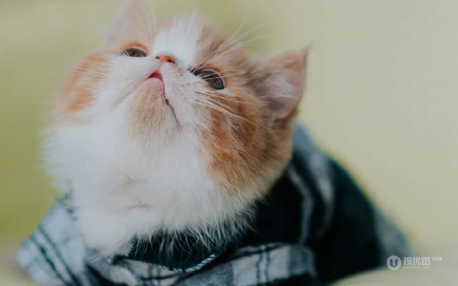 穿格纹衬衫，站在桌子上的呆萌可爱小黄猫咪图片 第9张