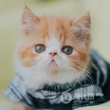 乖巧，呆萌，可爱的小猫咪头像图片，喜欢猫的看一眼，就能融合你的心