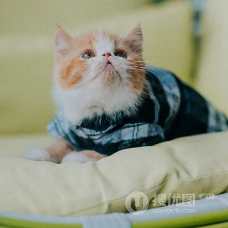 乖巧，呆萌，可爱的小猫咪头像图片，喜欢猫的看一眼，就能融合你的心