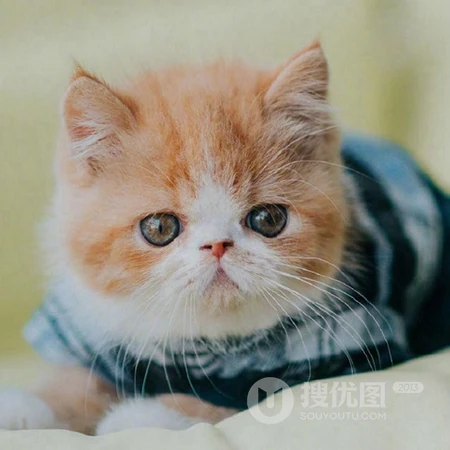 乖巧，呆萌，可爱的小猫咪头像图片，喜欢猫的看一眼，就能融合你的心