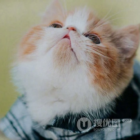 乖巧，呆萌，可爱的小猫咪头像图片，喜欢猫的看一眼，就能融合你的心