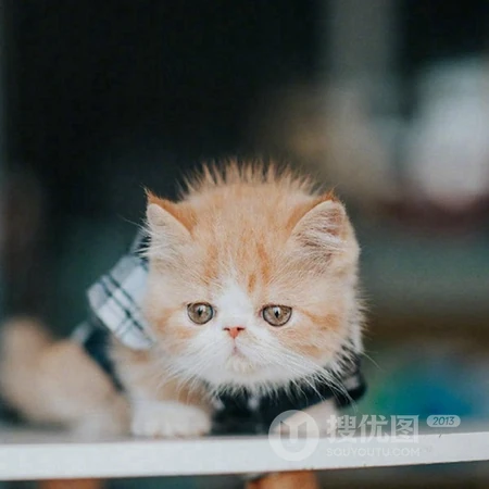 乖巧，呆萌，可爱的小猫咪头像图片，喜欢猫的看一眼，就能融合你的心