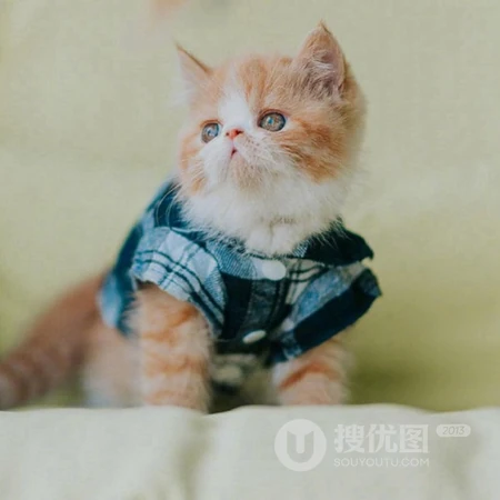 乖巧，呆萌，可爱的小猫咪头像图片，喜欢猫的看一眼，就能融合你的心