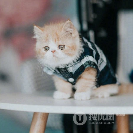 乖巧，呆萌，可爱的小猫咪头像图片，喜欢猫的看一眼，就能融合你的心