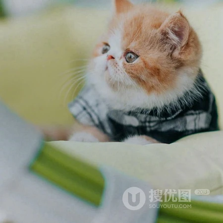 乖巧，呆萌，可爱的小猫咪头像图片，喜欢猫的看一眼，就能融合你的心