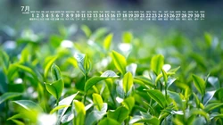 高清微距下的青青绿叶壁纸，2020年7月日历养眼绿色壁纸图片