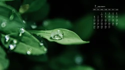 高清微距下的青青绿叶壁纸，2020年7月日历养眼绿色壁纸图片