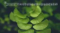 高清微距下的青青绿叶壁纸，2020年7月日历养眼绿色壁纸图片