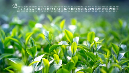 高清微距下的青青绿叶壁纸，2020年7月日历养眼绿色壁纸图片