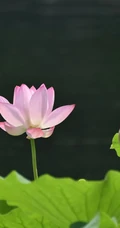 荷塘里清新淡雅的荷花图片，以荷花为背景的24节气之大暑唯美图片