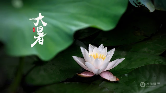 荷塘里清新淡雅的荷花图片，以荷花为背景的24节气之大暑唯美图片