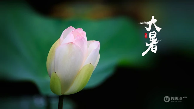 荷塘里清新淡雅的荷花图片，以荷花为背景的24节气之大暑唯美图片