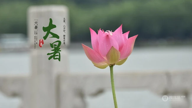 荷塘里清新淡雅的荷花图片，以荷花为背景的24节气之大暑唯美图片
