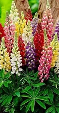 鲁冰花图片，耳熟能详的儿歌常听，你是否见过真正的鲁冰花？
