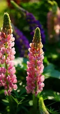 鲁冰花图片，耳熟能详的儿歌常听，你是否见过真正的鲁冰花？