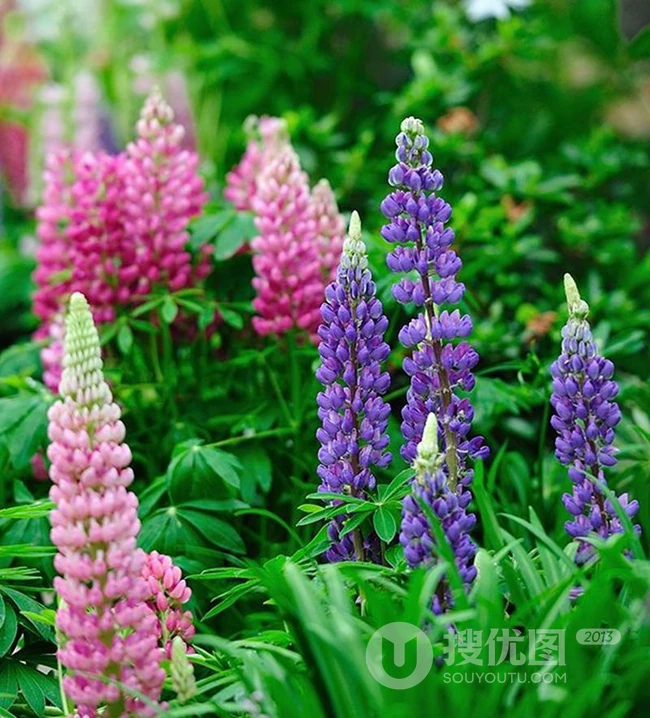 鲁冰花图片，耳熟能详的儿歌常听，你是否见过真正的鲁冰花？