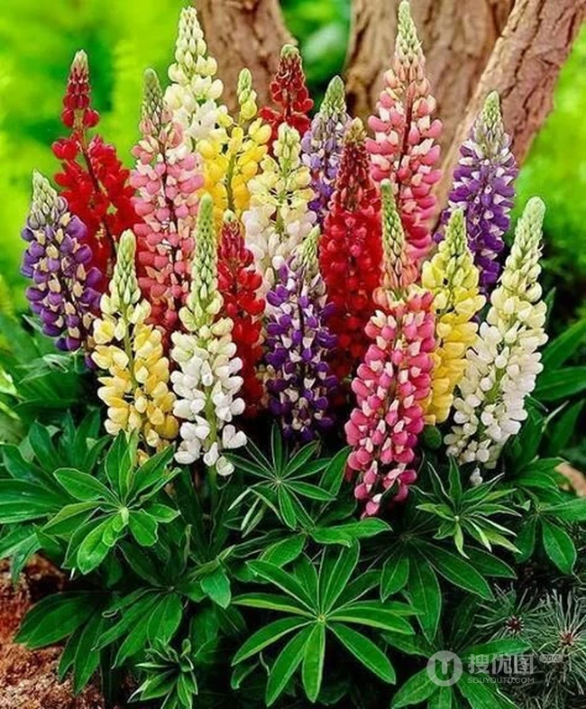 鲁冰花图片，耳熟能详的儿歌常听，你是否见过真正的鲁冰花？