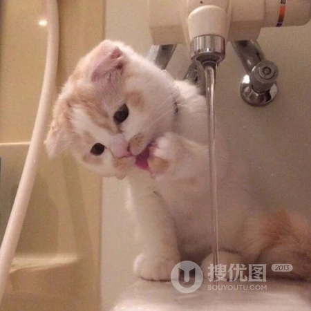 呆萌可爱有点乖，超萌可爱猫咪头像，可爱小动物小猫咪头像图片集