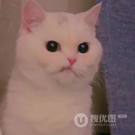 呆萌可爱有点乖，超萌可爱猫咪头像，可爱小动物小猫咪头像图片集