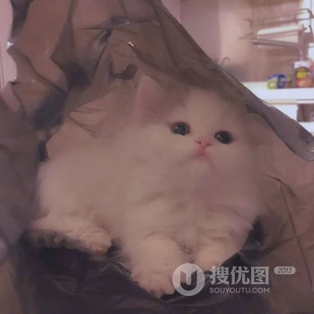呆萌可爱有点乖，超萌可爱猫咪头像，可爱小动物小猫咪头像图片集