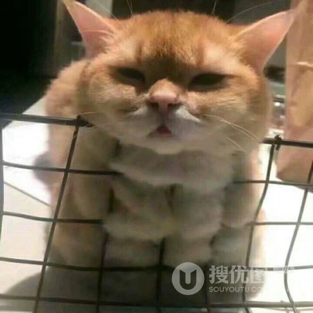 呆萌可爱有点乖，超萌可爱猫咪头像，可爱小动物小猫咪头像图片集