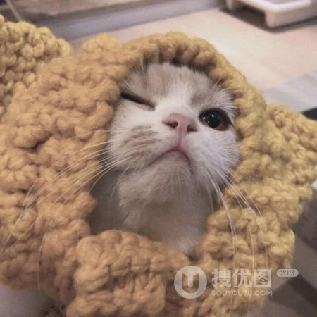 呆萌可爱有点乖，超萌可爱猫咪头像，可爱小动物小猫咪头像图片集