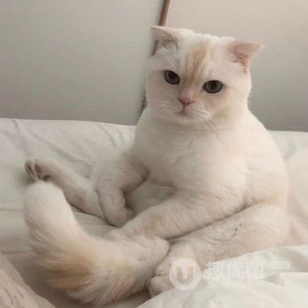 呆萌可爱有点乖，超萌可爱猫咪头像，可爱小动物小猫咪头像图片集
