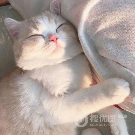 呆萌可爱有点乖，超萌可爱猫咪头像，可爱小动物小猫咪头像图片集