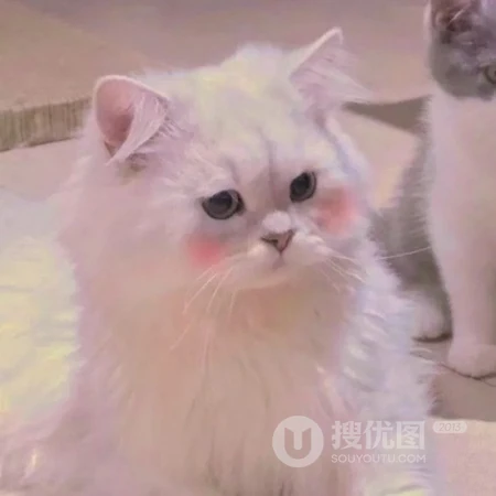 呆萌可爱有点乖，超萌可爱猫咪头像，可爱小动物小猫咪头像图片集