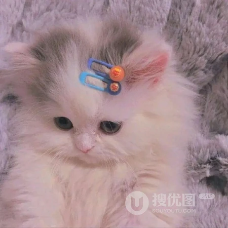 呆萌可爱有点乖，超萌可爱猫咪头像，可爱小动物小猫咪头像图片集