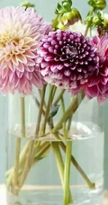 世界上花卉品种最多的物种之一，丰富多彩的大丽花图片
