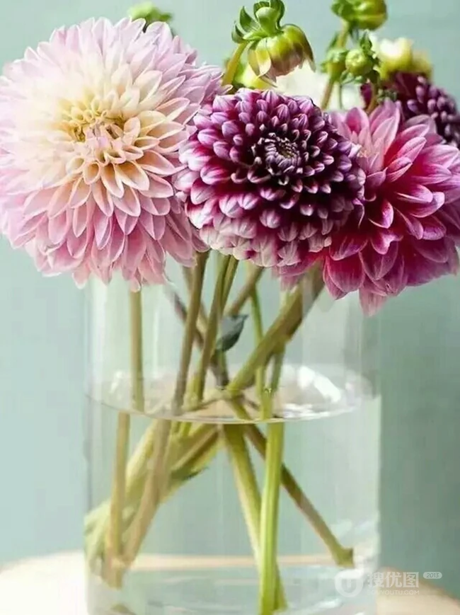 世界上花卉品种最多的物种之一，丰富多彩的大丽花图片