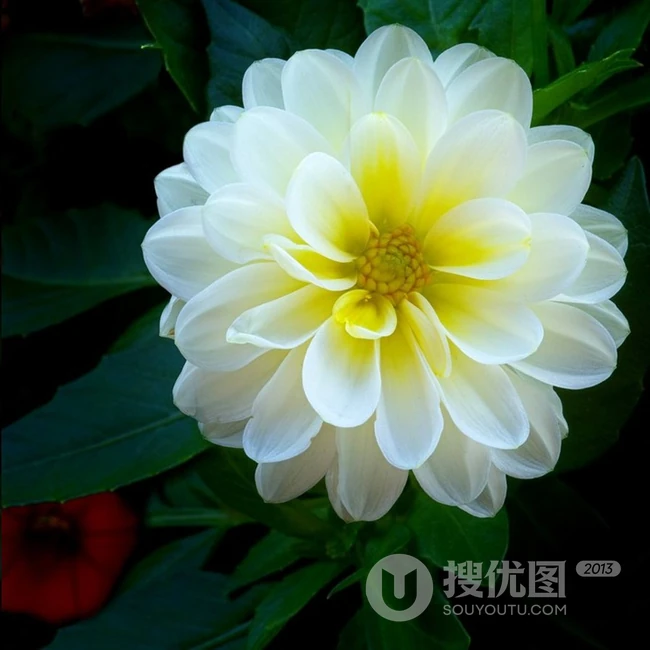 世界上花卉品种最多的物种之一，丰富多彩的大丽花图片