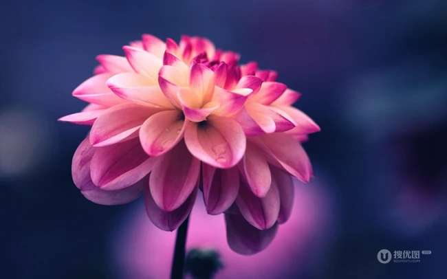 世界上花卉品种最多的物种之一，丰富多彩的大丽花图片