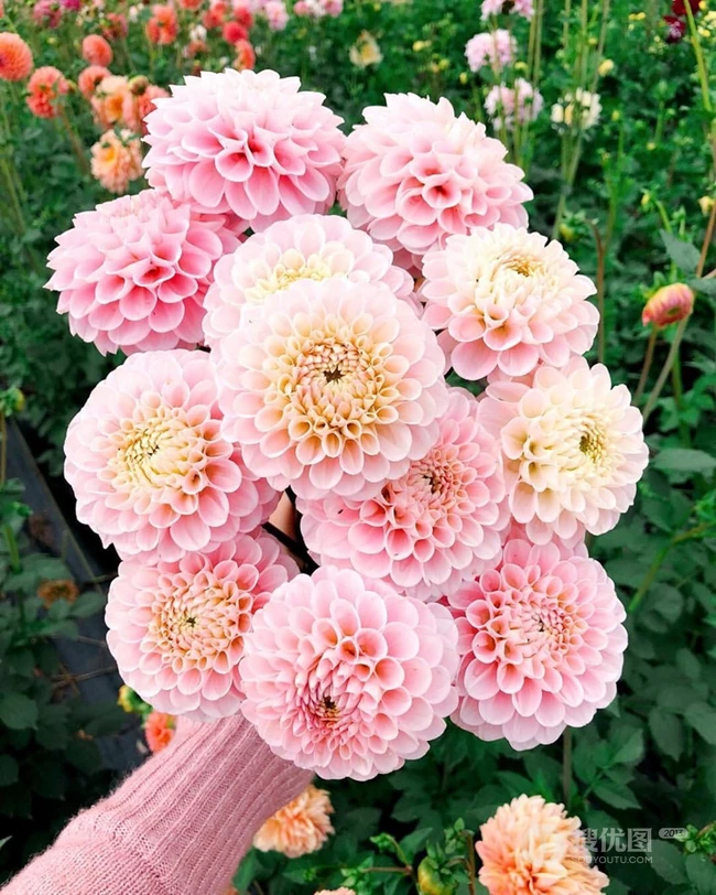 世界上花卉品种最多的物种之一，丰富多彩的大丽花图片