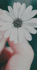 养在瓶子里，或生在在地里的清新淡雅唯美雏菊图片