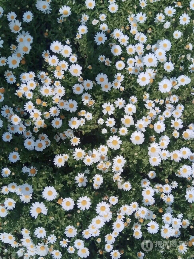 养在瓶子里，或生在在地里的清新淡雅唯美雏菊图片