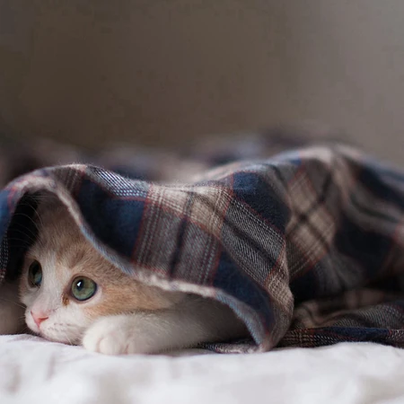 呆在家里无所事事的乖巧可爱小萌猫咪图片
