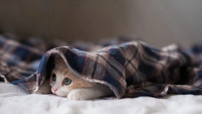 呆在家里无所事事的乖巧可爱小萌猫咪图片 第1张