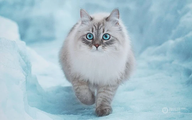 西伯利亚森林猫，雪地里，长得有点胖的西伯利亚森林猫唯美图片 第3张