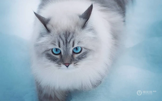 西伯利亚森林猫，雪地里，长得有点胖的西伯利亚森林猫唯美图片 第2张