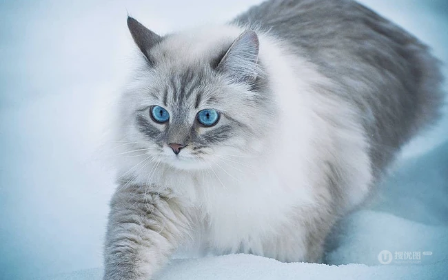 西伯利亚森林猫，雪地里，长得有点胖的西伯利亚森林猫唯美图片 第7张