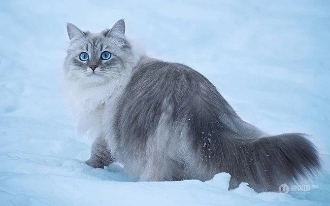 西伯利亚森林猫，雪地里，长得有点胖的西伯利亚森林猫唯美图片 第1张