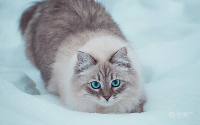 西伯利亚森林猫，雪地里，长得有点胖的西伯利亚森林猫唯美图片 第11张